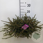 Erica grac. Heidi's Gloria 15 cm P12