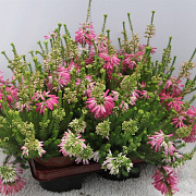 Erica verticillata 15 cm P12