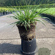 Pennisetum al. 'Little Bunny' GM 1.5