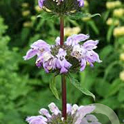 Phlomis samia GM P9