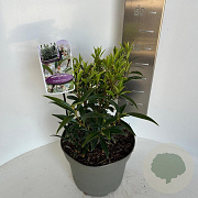 Sarcococca h. Purple Gem 30-40 cm 5,0L
