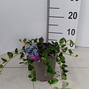 Vinca minor 'Ralph Shugert' 30-40 cm P15