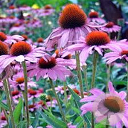 Echinacea p. 'Rubinstern' GM P9