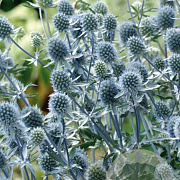 Eryngium pl. 'Blue Hobbit' GM P9