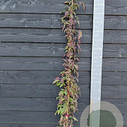 Clematis 'Broughton Star' 150-175 cm vierkant rond 5,5L