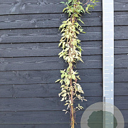 Clematis 'Fragrant Spring' 150-175 cm vierkant rond 5,5L