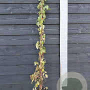 Clematis 'Marjorie' 150-175 cm vierkant rond 5,5L