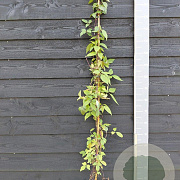 Clematis 'Mayleen' 150-175 cm vierkant rond 5,5L
