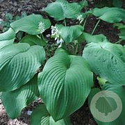 Hosta 'T Rex' GM P9