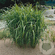 Miscanthus giganteus GM P9
