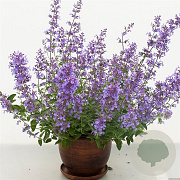 Nepeta Junior Walker GM P9