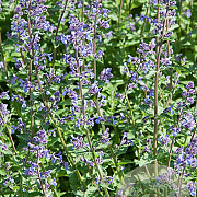 Nepeta Junior Walker GM P9