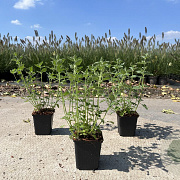 Nepeta Junior Walker GM P9