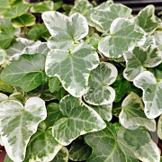 Hedera hel. 'Glacier' 150-175 cm vierkant rond 5,5L