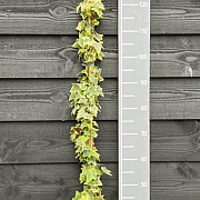 Hedera hel. 'Goldchild' 150-175 cm vierkant rond 5,5L