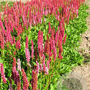 Persicaria aff. 'Darjeeling Red' GM P9