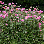 Anemone hyb. 'Bressingham Glow' GM P9