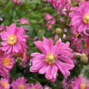 Anemone hyb. 'Bressingham Glow' GM P9