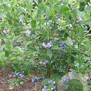 Vaccinium c. 'Bluecrisp' 30-40 cm 10L