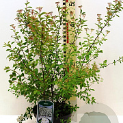 Spiraea vanhouttei 40-50 cm 3,0L
