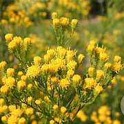 Aster linosyris GM P9
