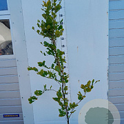 Fagus syl. 'Dawyck Gold' 125-150 cm 7,5L Gestokt