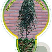Cotoneaster pr. 'Queen of Carpets' 120 cm stam 7,5L