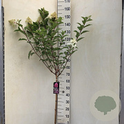 Hydrangea pan. Vanille-Fraise 70 cm stam 7,5L