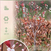 Prunus cistena 60 cm stam 5,0L