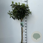 Prunus l. 'Angustifolia' 90 cm stam 10L