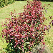 Prunus persicoides 'Spring Glow' 90 cm stam 7,5L