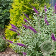 Buddleja 'Miss Violet' 80-100 cm 12L