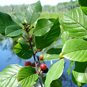 Frangula alnus 80-100 cm 7,5L