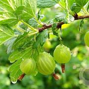 Ribes u.-c. Tatjana 80-100 cm 7,5L