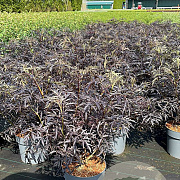Sambucus nigra Black Lace 60-80 cm 12L