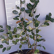 Amelanchier lamarckii 60-80 cm 5,0L