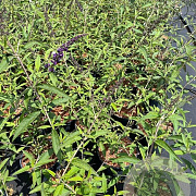 Buddleja d. 'Black Knight' 50-60 cm 3,0L