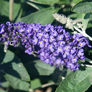 Buddleja davidii Free Petite 'Blue Haven' 30-40 cm 3,0L
