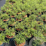 Buddleja Free Petite Snow White 30-40 cm 3,0L
