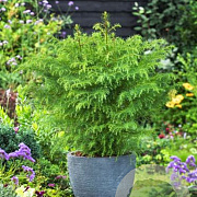 Cryptomeria j. 'Elegans Viridis' 20-30 cm 2,0L