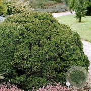 Cryptomeria j. 'Vilmoriniana' 20-30 cm 2,0L