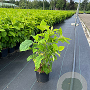 Hydrangea a. 'Annabelle' 30-40 cm 3,0L