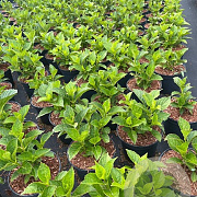 Hydrangea m. 'Sibilla' GM C3