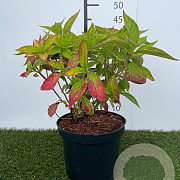 Hydrangea s. 'Bluebird' GM C3