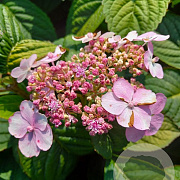 Hydrangea s. 'Bluebird' GM 7,5L