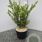 Ilex crenata 'Caroline Upright' 30-35 cm 2,0L