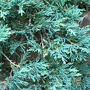 Juniperus h. 'Wiltonii' 20-30 cm 2,0L