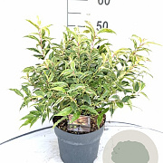 Leucothoe f. 'Rainbow' 30-40 cm 5,0L