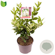 Ligustrum j. 'Texanum' 30-40 cm 3,0L