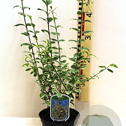Ligustrum oval. 'Argenteum' 20-25 cm 2,0L
